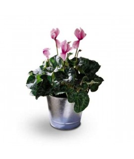 Cyclamen Plant